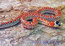 Lampropeltis pyromelana knoblochi