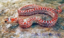 Lampropeltis pyromelana knoblochi female