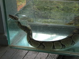 Swimming