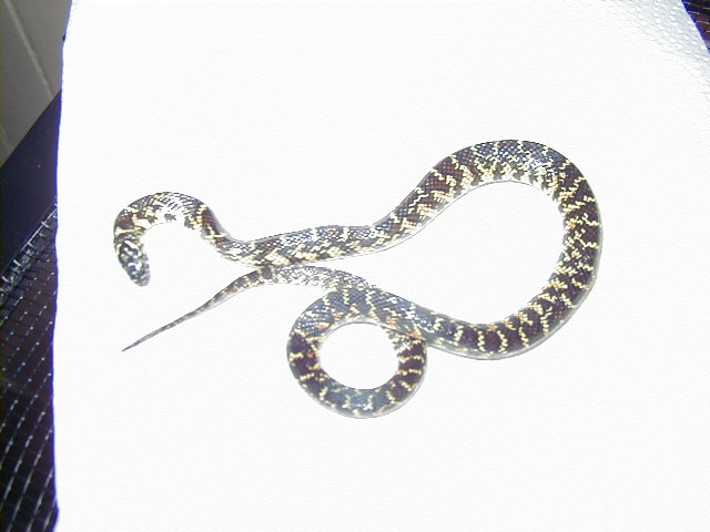 lost brooksii/ purchased from reptile showcase rochester ny