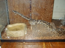 argentie boa 2
