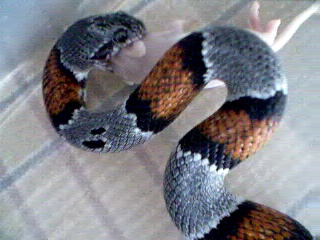 ember