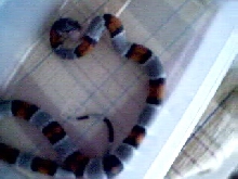 ember eating 2