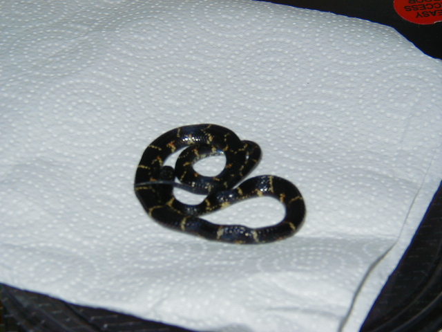 deceased eastern chain