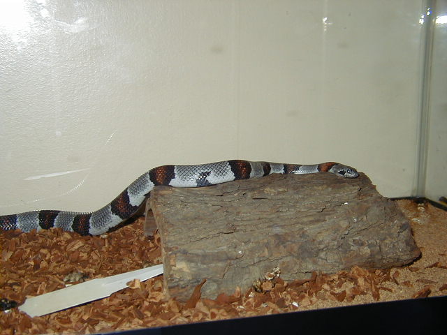 sabre