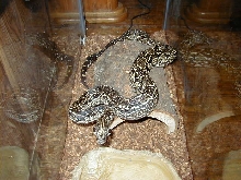 argentine boa