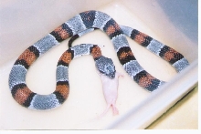 ember eating