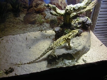 spike