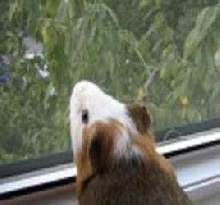HAMMY