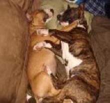 MATES LOVEY & Dovey