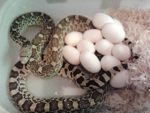 egglaying