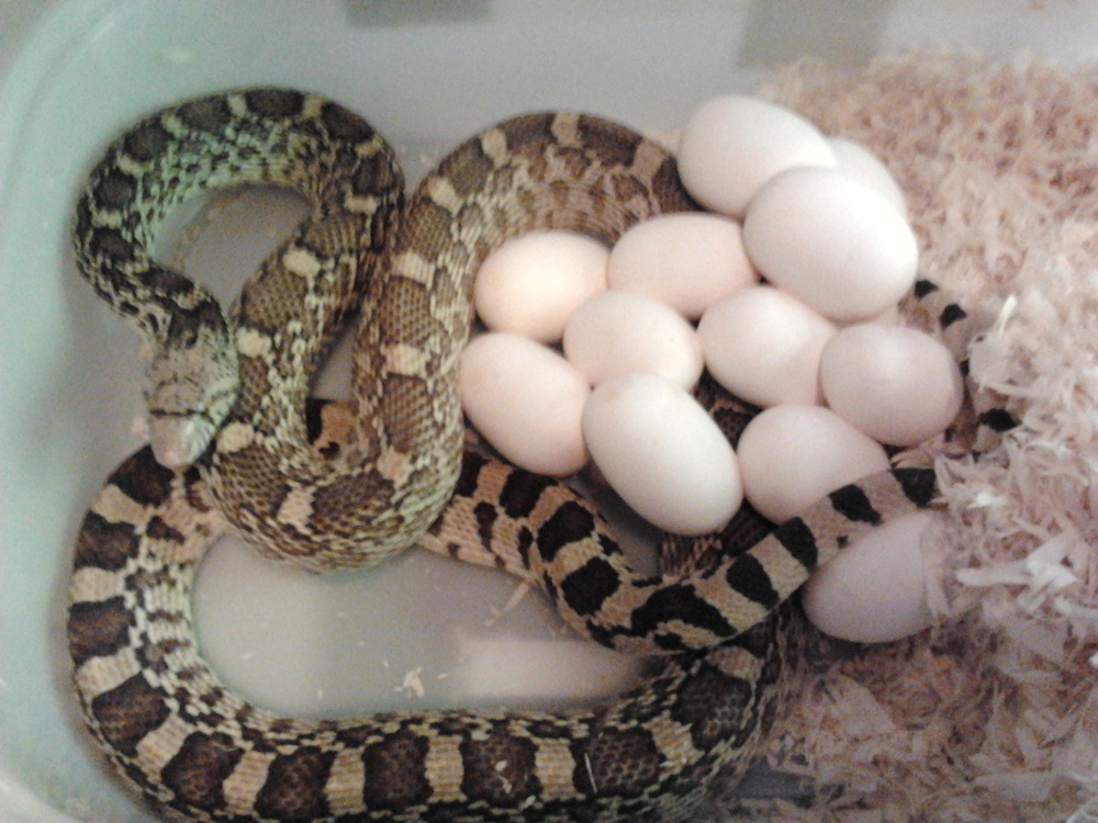 egglaying