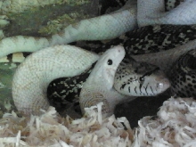 mating