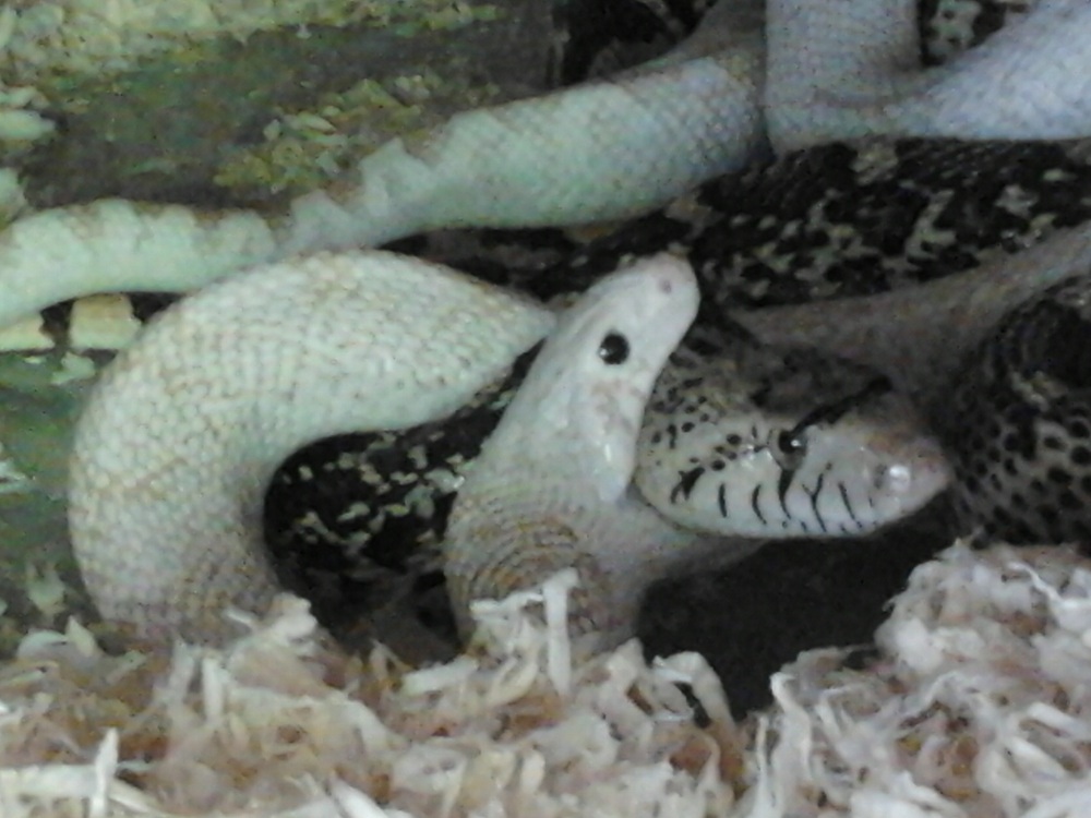 mating