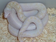 blizzard bull