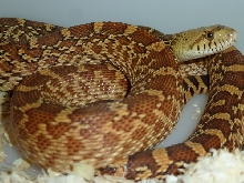 triple het.x kingsville bull