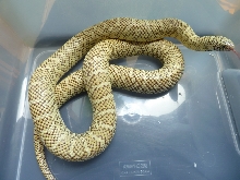 hypo floridana female -