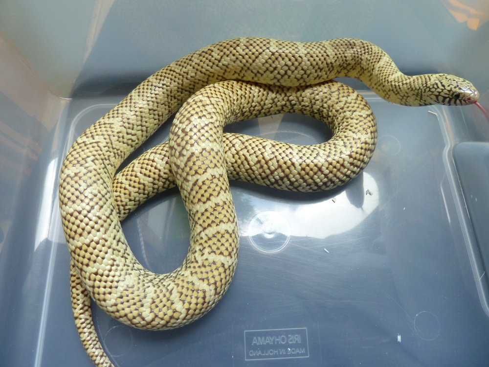 hypo floridana female -