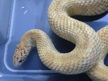 adult floridana male -