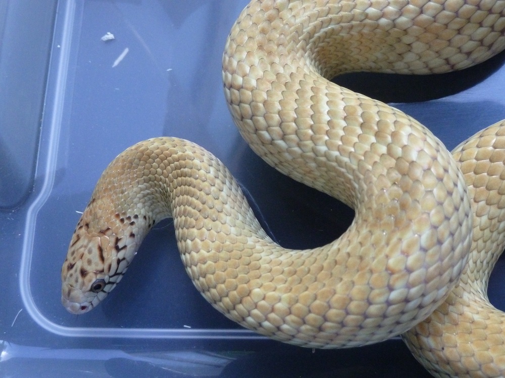 adult floridana male -
