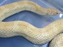 adult floridana male -