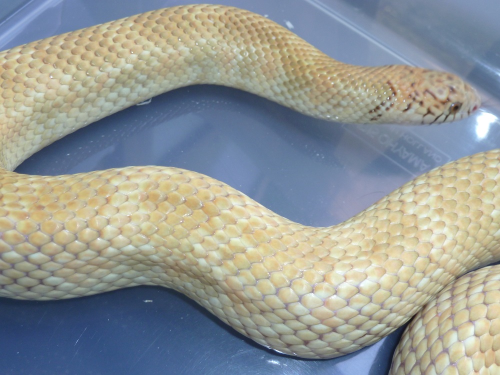 adult floridana male -