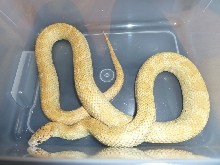 adult floridana male -