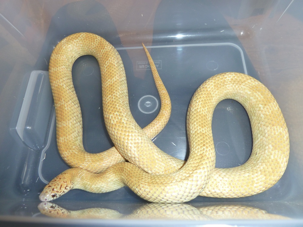 adult floridana male -