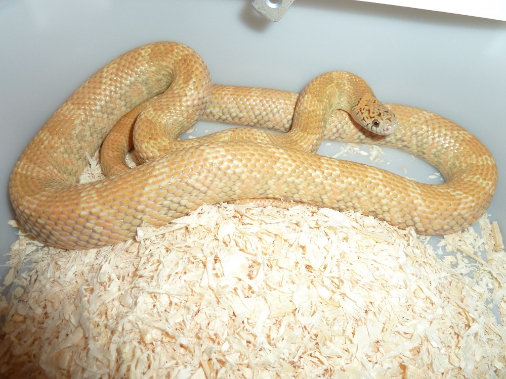 Hypo Brooksi