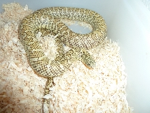 Hypo Floridana