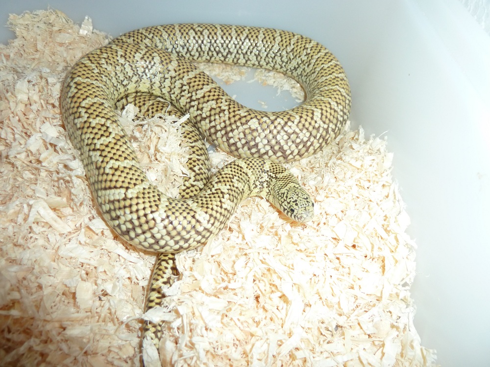 Hypo Floridana
