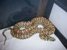 hypo floridana