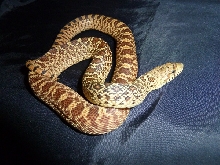 Hypo x Kingsville Red '10