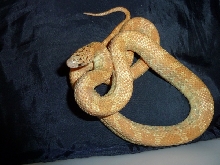L. Brooksi Hypo '09