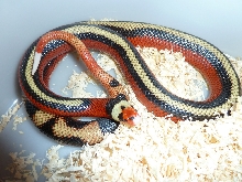 striped sinaloae