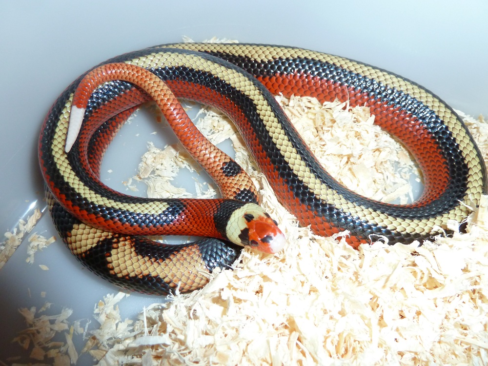 striped sinaloae
