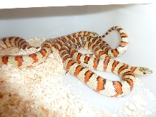 thayeri breeders