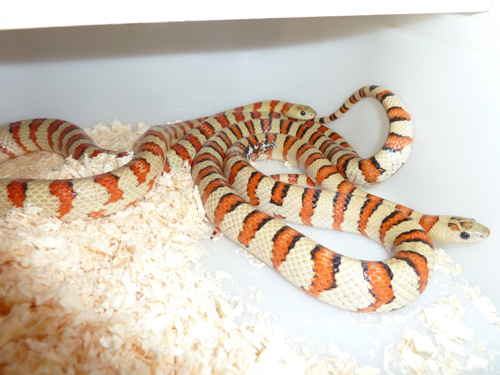 thayeri breeders