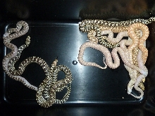 Triple het. x Ivory