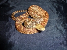 Triple het. x Kingsville Red '10