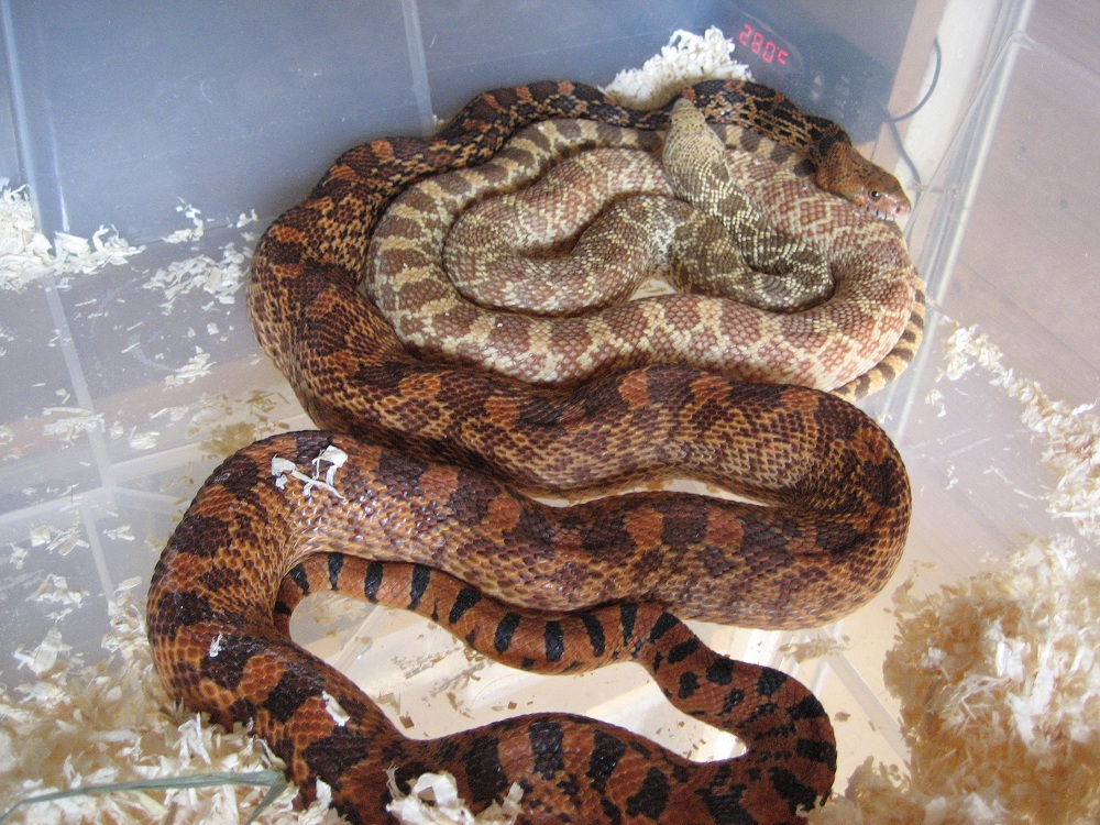 hypo   kingsville