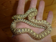 Superhypo Bull