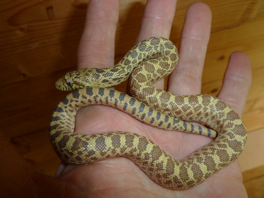 Superhypo Bull