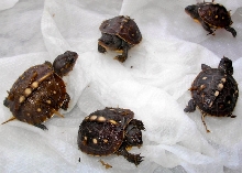 3-Toed, hatched Aug. 2010