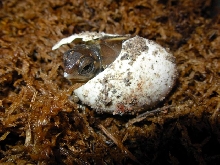 3 Toed hatching