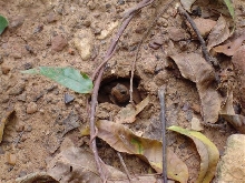 Baby 3-toed peeking out of nest
