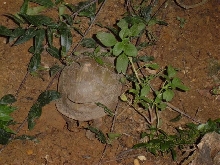 3-toed nesting