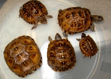 3 Toed, April 2011