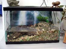 Fire Belly Toads at Work