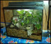 My Tree Frog Tank